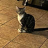 Bunni is registered to the contest to win money with this photo: animal, cat, ears, furniture, glass, home, indoors, kitchen, kitten, pet, portrait, sitting, striped_fur, tabby_cat, tail, tile_floor, upright_pose, whiskers, white_chest, white_paws