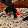 Trixie is registered to the contest to win money with this photo: dog, black_and_white, polka_dot, clothing, blanket, paw_print, cushion, indoor, pet, cute, fluffy, relaxed, fur, small_dog, animal, resting, cozy, home, canine, comfort