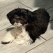 Trixie is registered to the contest to win money with this photo: dog, pet, black_and_white, fluffy, lying_down, floor, tile, indoor, cute, small_dog, fur, collar, animal, companion, relaxed, looking_up, curious, adorable, household, domestic