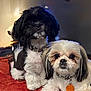 Trixie is registered to the contest to win money with this photo: dog, shih_tzu, pet, animal, indoor, blanket, collar, cute, fur, companion, resting, pair, portrait, domestic, small_dog, friendly, canine, front_view, looking_at_camera, cozy
