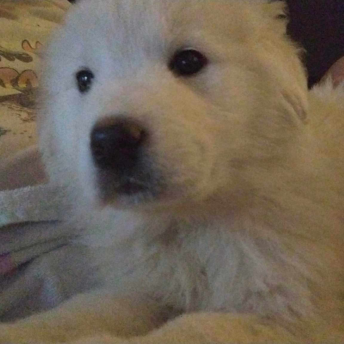 Dixie Grace