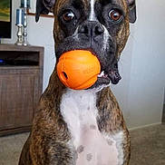 Reagan joined the competition — help win amazing prizes! dog, brindle, ball, indoor, pet, canine, living_room, toy, alert, brown, white_chest, ears, carpet, furniture, portrait, close_up, playful, household, animal, pet_toy
