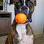 dog, brindle, ball, indoor, pet, canine, living_room, toy, alert, brown, white_chest, ears, carpet, furniture, portrait, close_up, playful, household, animal, pet_toy