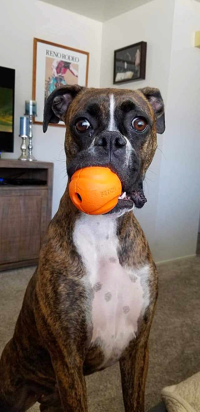 Reagan joined the competition — help win amazing prizes! dog, brindle, ball, indoor, pet, canine, living_room, toy, alert, brown, white_chest, ears, carpet, furniture, portrait, close_up, playful, household, animal, pet_toy