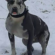 Bandit-Boo joined the competition — help win amazing prizes! alert, animal, black_and_white, canine, cold, collar, cute, dog, field, fur, grass, mammal, nature, outdoor, paw, pet, portrait, sitting, snow, winter