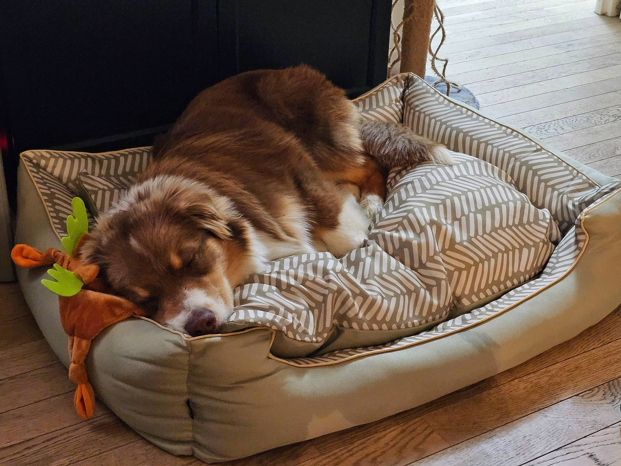 Uno participe au concours pour gagner de l'argent avec cette photo : bored, brown, carnivore, comfort, companion_dog, dog, dog_bed, dog_breed, dog_supply, fawn, flooring, fur, hardwood, liver, pet_supply, sofa_bed, sporting_group, studio_couch, wood, working_animal