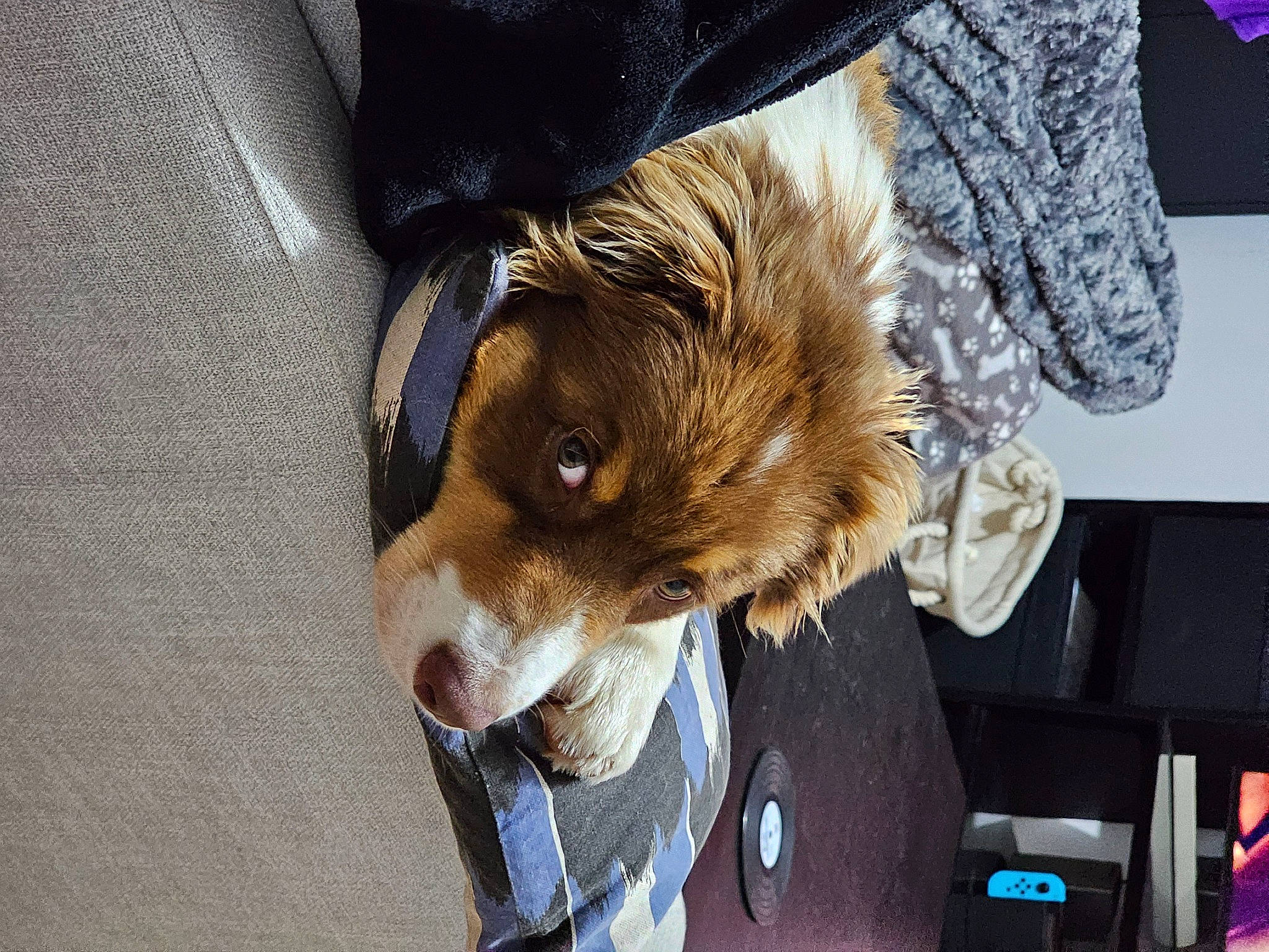 Uno participe au concours pour gagner de l'argent avec cette photo : canidae, carnivore, companion_dog, dog, dog_breed, felidae, fur, guinea_pig, radio, small_terrier, sporting_group, terrier, toy_dog, whiskers