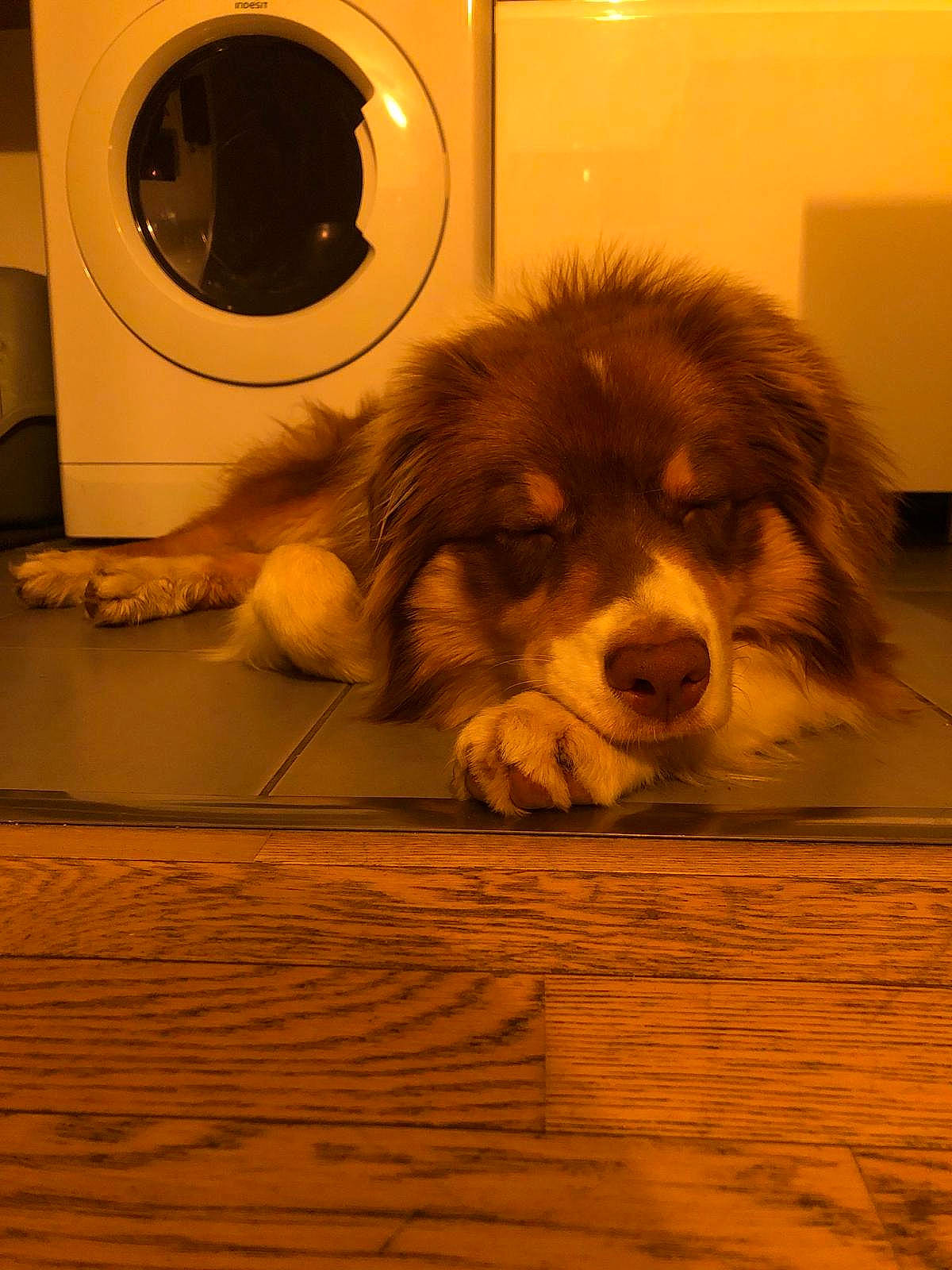 Uno participe au concours pour gagner de l'argent avec cette photo : carnivore, circle, clothes_dryer, companion_dog, dog, dog_breed, door, fawn, flooring, fur, hardwood, home_appliance, laundry, laundry_room, laundry_supply, major_appliance, toy_dog, washing_machine, whiskers, wood