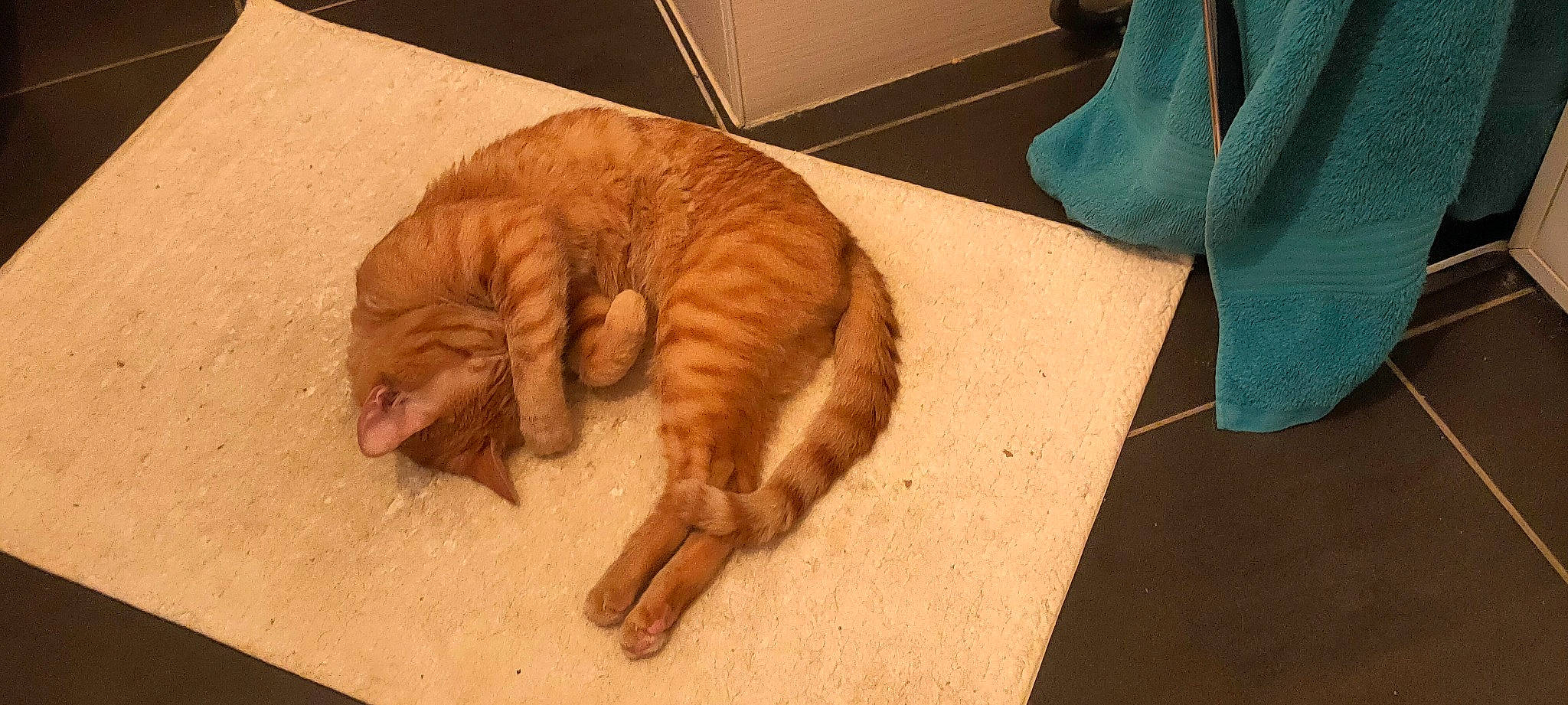 Spritz a rejoint le concours — aidez-le/la à gagner de superbes lots ! canidae, carnivore, cat, comfort, domestic_short_haired_cat, felidae, flooring, fur, hardwood, paw, room, small_to_medium_sized_cats, sporting_group, tail, terrestrial_animal, varnish, whiskers, wood, wood_flooring, wood_stain