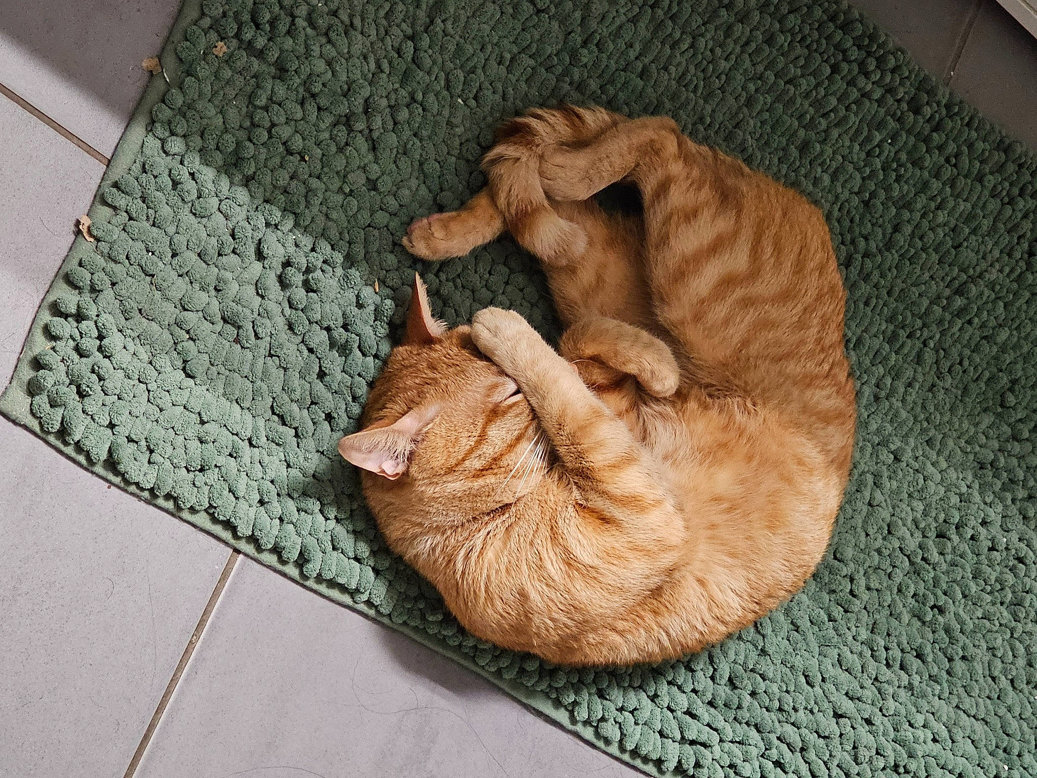 Spritz participe au concours pour gagner de l'argent avec cette photo : carnivore, cat, cat_supply, comfort, companion_dog, dog_breed, domestic_short_haired_cat, fawn, felidae, flooring, fur, hardwood, linens, liver, paw, small_to_medium_sized_cats, sporting_group, tail, whiskers, wood