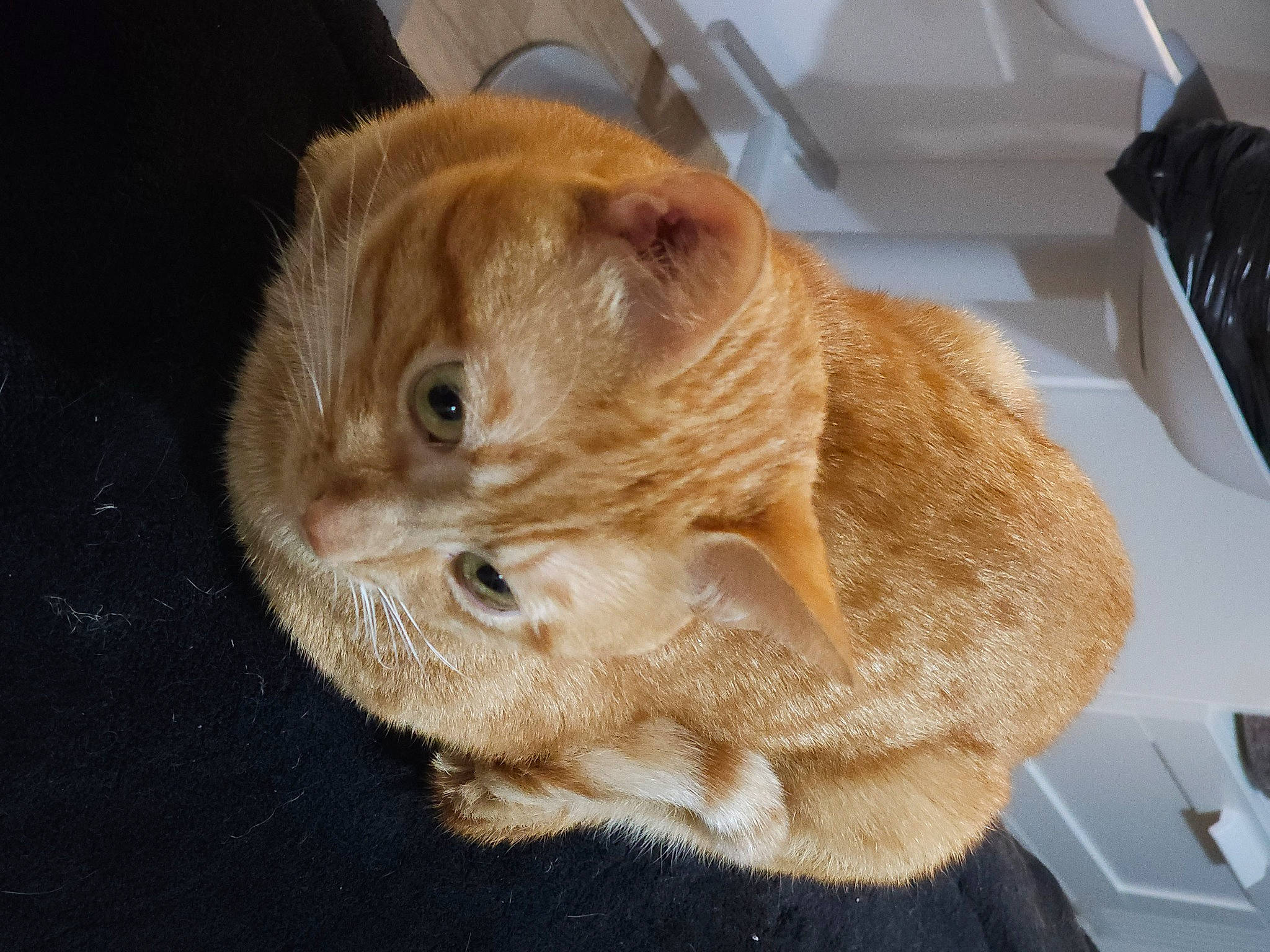 Spritz a rejoint le concours — aidez-le/la à gagner de superbes lots ! carnivore, cat, claw, comfort, computer_keyboard, domestic_short_haired_cat, ear, eye, fawn, felidae, fur, input_device, liver, paw, peripheral, small_to_medium_sized_cats, snout, tail, whiskers, wood