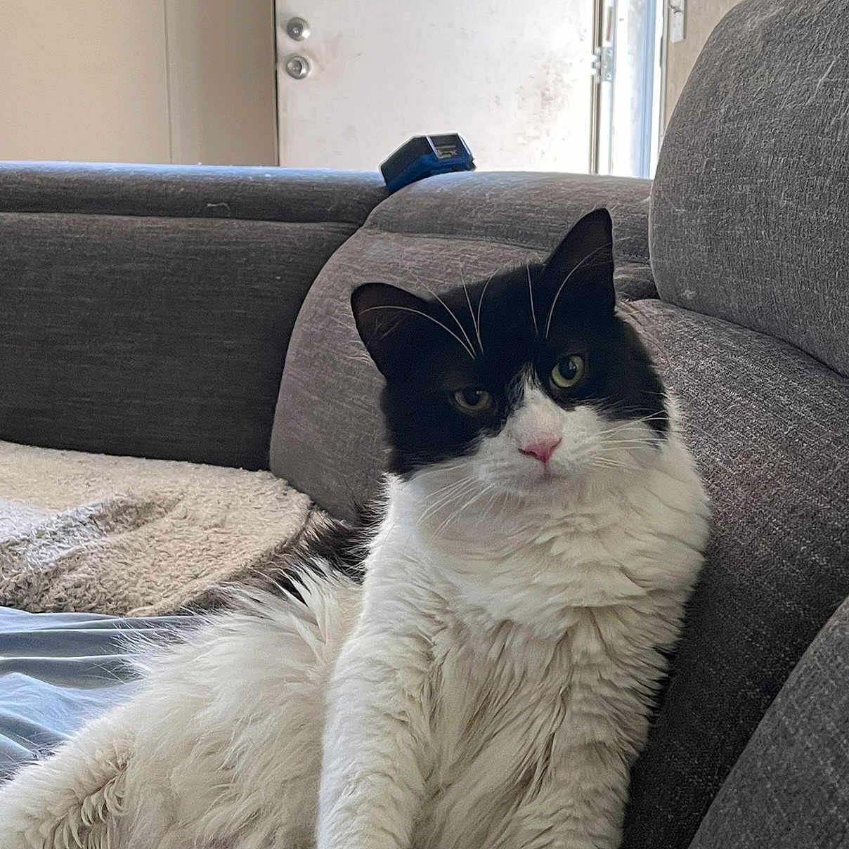 Bandit joined the competition — help win amazing prizes! angora, animal, architecture, armchair, building, cat, chair, couch, cushion, furniture, homedecor, indoors, kitten, linen, livingroom, manx, person, pet, room, sleeping