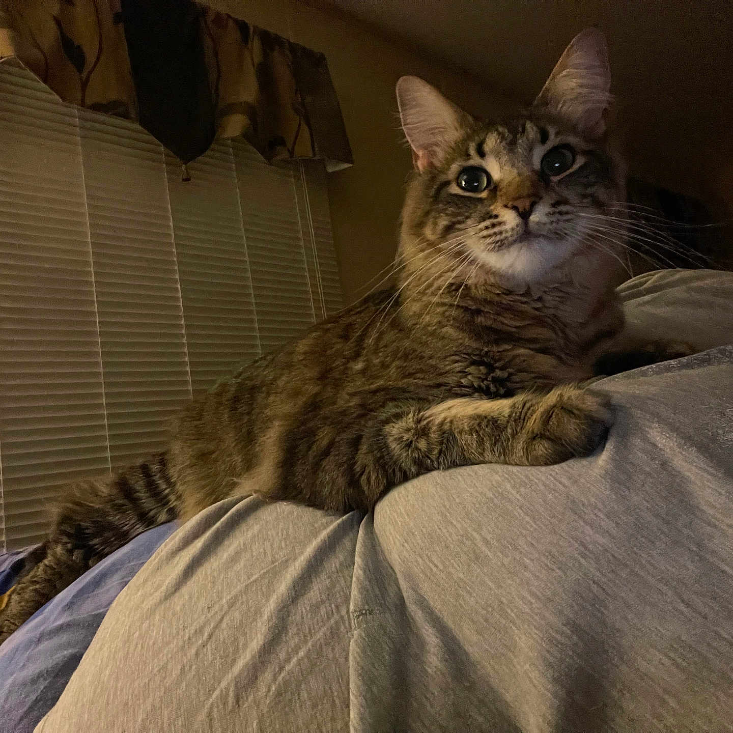 Zeus is registered to the contest to win money with this photo: abyssinian, animal, bed, bedroom, blanket, cat, couch, curtain, cushion, furniture, homedecor, indoors, interiordesign, kitten, linen, manx, pet, room, siamese, windowshade