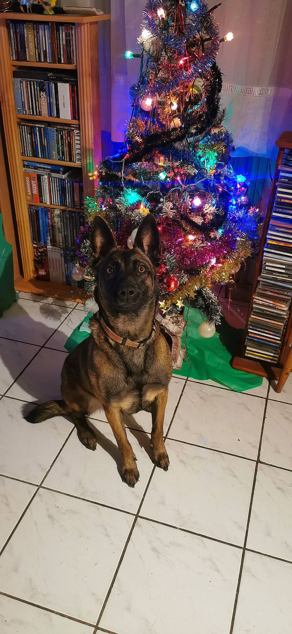 Malika a rejoint le concours — aidez-le/la à gagner de superbes lots ! bookcase, carnivore, christmas, christmas_decoration, christmas_ornament, christmas_tree, collar, companion_dog, dog, dog_breed, dog_collar, event, fawn, holiday, holiday_ornament, plant, shelf, sporting_group, tree, working_animal