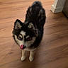 dog, puppy, black_and_white, fluffy, standing, tongue_out, pet, animal, wooden_floor, indoor, home, food_bowls, pet_bowl, dog_toy, pink_ball, ears, fur, four_legs, portrait, playful