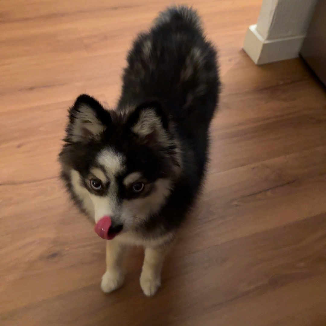 Stella