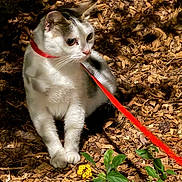 Mimy a rejoint le concours — aidez-le/la à gagner de superbes lots ! cat, feline, white_cat, gray_markings, red_leash, outdoor, garden, leaves, mulch, plants, flowers, sitting, pet, whiskers, eyes, ears, fur, nature, portrait, animal