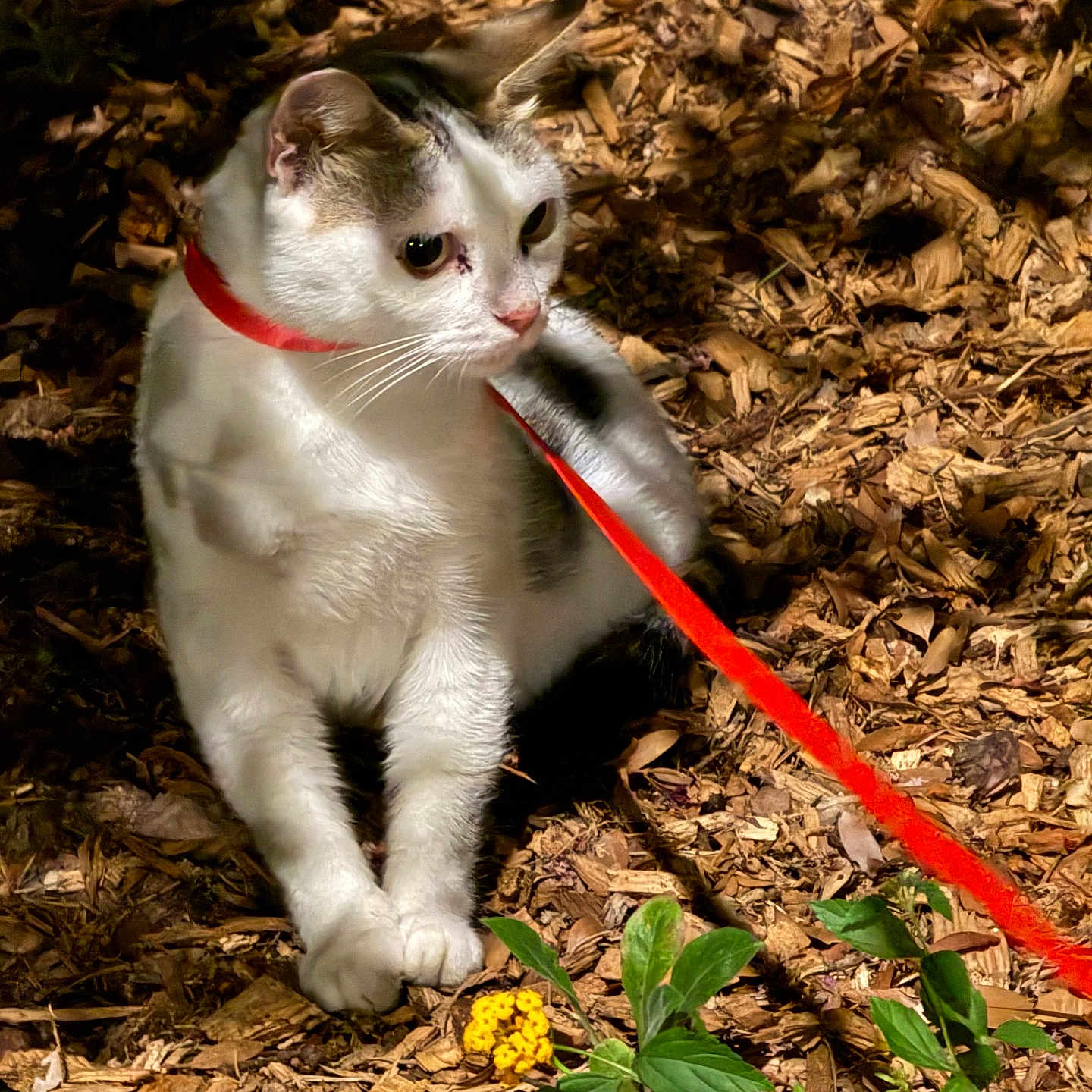 Mimy a rejoint le concours — aidez-le/la à gagner de superbes lots ! cat, feline, white_cat, gray_markings, red_leash, outdoor, garden, leaves, mulch, plants, flowers, sitting, pet, whiskers, eyes, ears, fur, nature, portrait, animal