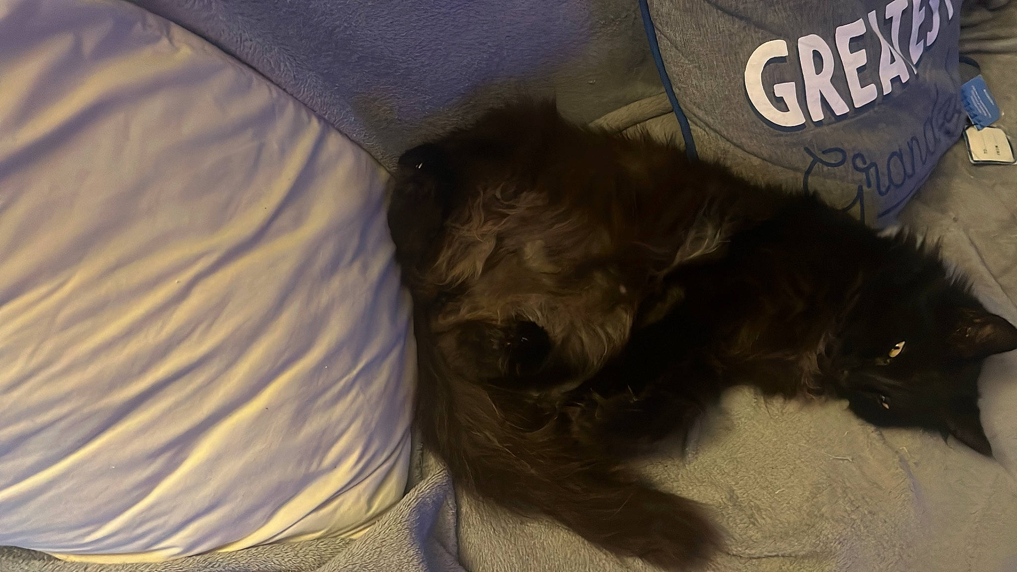 Fluffy joined the competition — help win amazing prizes! carnivore, comfort, companion_dog, dog, dog_breed, dog_supply, electric_blue, felidae, fur, liver, nap, small_terrier, small_to_medium_sized_cats, snout, sporting_group, tail, terrier, toy_dog, whiskers, working_animal