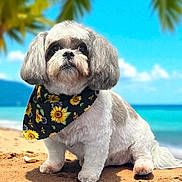 Addie is registered to the contest to win money with this photo: animal, beach, canine, cute, dog, fluffy, holiday, nature, ocean, outdoor, palm_leaves, pet, portrait, sand, sky, summer, sunflower_bandana, sunny, tropical, vacation