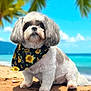animal, beach, canine, cute, dog, fluffy, holiday, nature, ocean, outdoor, palm_leaves, pet, portrait, sand, sky, summer, sunflower_bandana, sunny, tropical, vacation