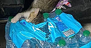 Lucita joined the competition — help win amazing prizes! animal, blue_packaging, bottled_water, cat, cute, domestic_cat, floor, fur, green_caps, household, indoor, kitten, package, pet, plastic_packaging, resting, sleeping, small, tabby, water_bottles