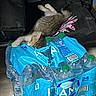 animal, blue_packaging, bottled_water, cat, cute, domestic_cat, floor, fur, green_caps, household, indoor, kitten, package, pet, plastic_packaging, resting, sleeping, small, tabby, water_bottles