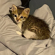 Lucita is registered to the contest to win money with this photo: animal, blanket, cat, cozy, cute, cute_animal, ears, feline, fur, indoor, kitten, looking, pet, resting, sleepy, small, striped, tabby, whiskers, young