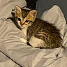animal, blanket, cat, cozy, cute, cute_animal, ears, feline, fur, indoor, kitten, looking, pet, resting, sleepy, small, striped, tabby, whiskers, young