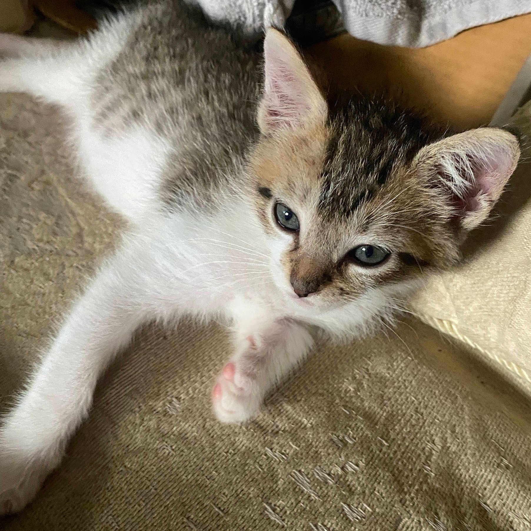Lucita joined the competition — help win amazing prizes! animal, beige, cat, close_up, cute, domestic, ears, feline, fur, indoor, kitten, lying_down, pet, resting, sleepy, small, soft, texture, whiskers, young