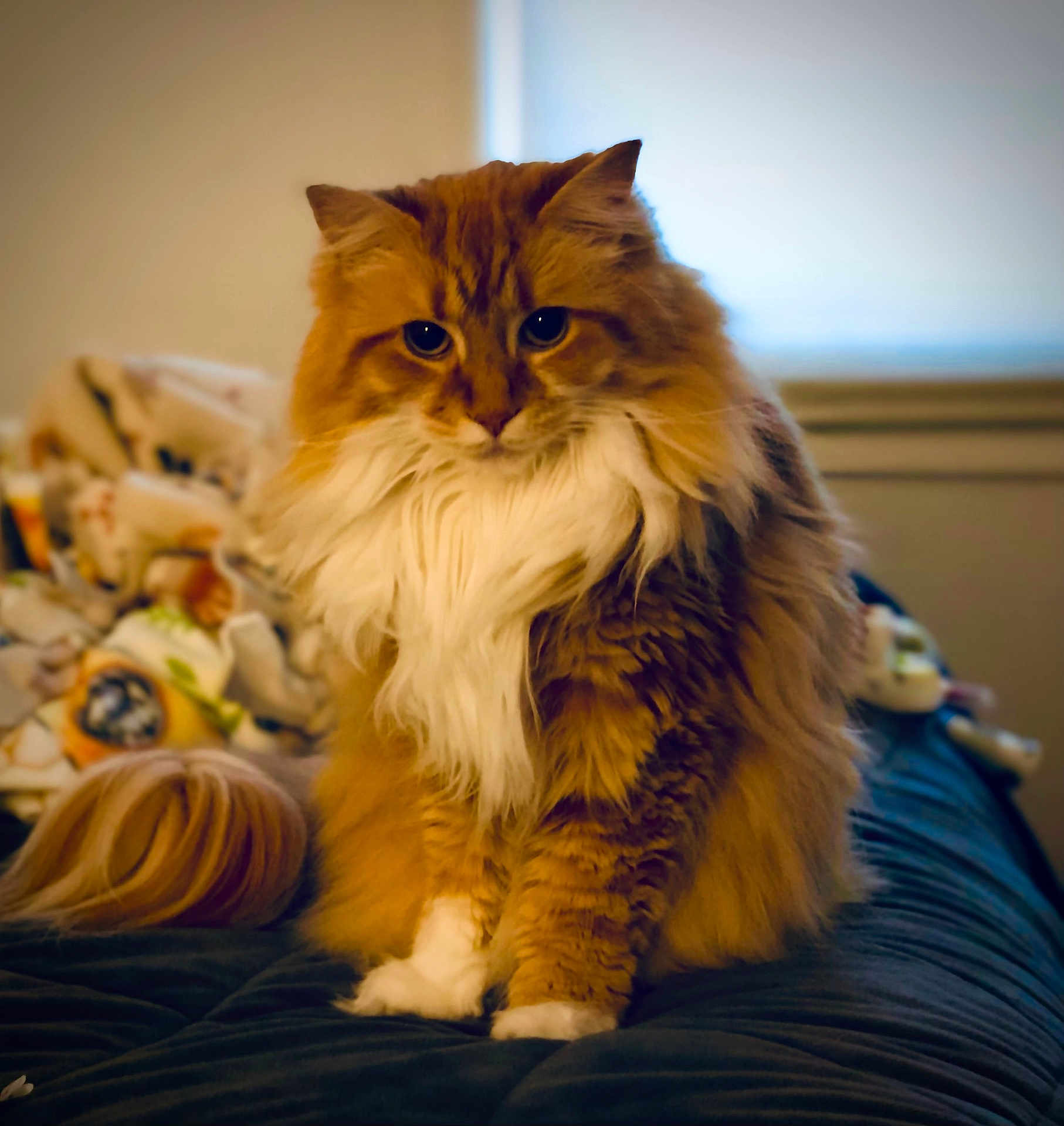 Nala joined the competition — help win amazing prizes! abyssinian, animal, architecture, bed, bedroom, blanket, cat, couch, cushion, furniture, hardwood, head, homedecor, indoors, kitten, manx, person, pet, room, wood