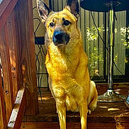 Ziggy joined the competition — help win amazing prizes! animal, black_nose, canine, dog, fan, front_facing, golden_fur, home, natural_light, outdoor, patio_furniture, pet, pointed_ears, porch, portrait, serious_expression, sitting, sunlight, watchful, wooden_deck
