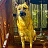 animal, black_nose, canine, dog, fan, front_facing, golden_fur, home, natural_light, outdoor, patio_furniture, pet, pointed_ears, porch, portrait, serious_expression, sitting, sunlight, watchful, wooden_deck
