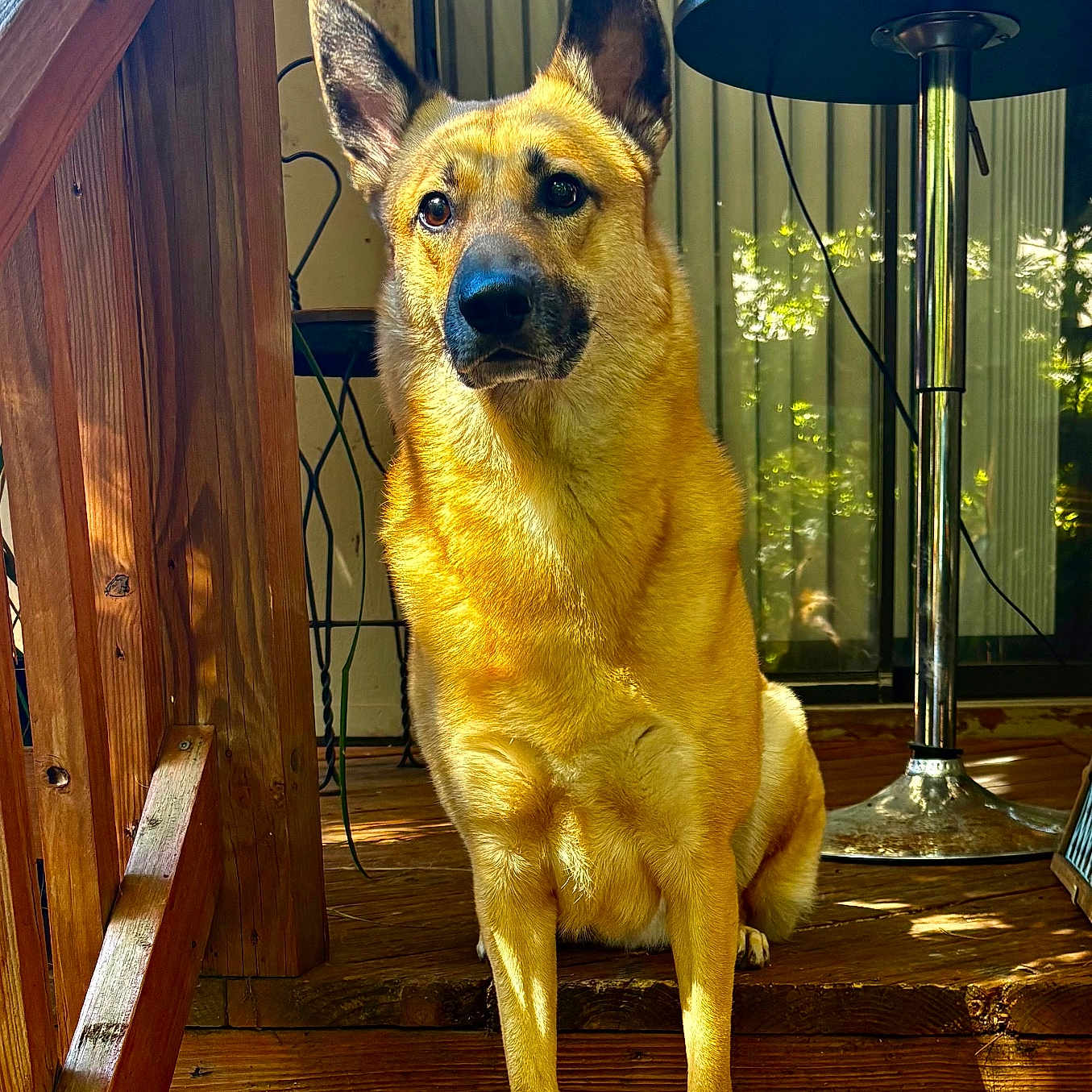 Ziggy