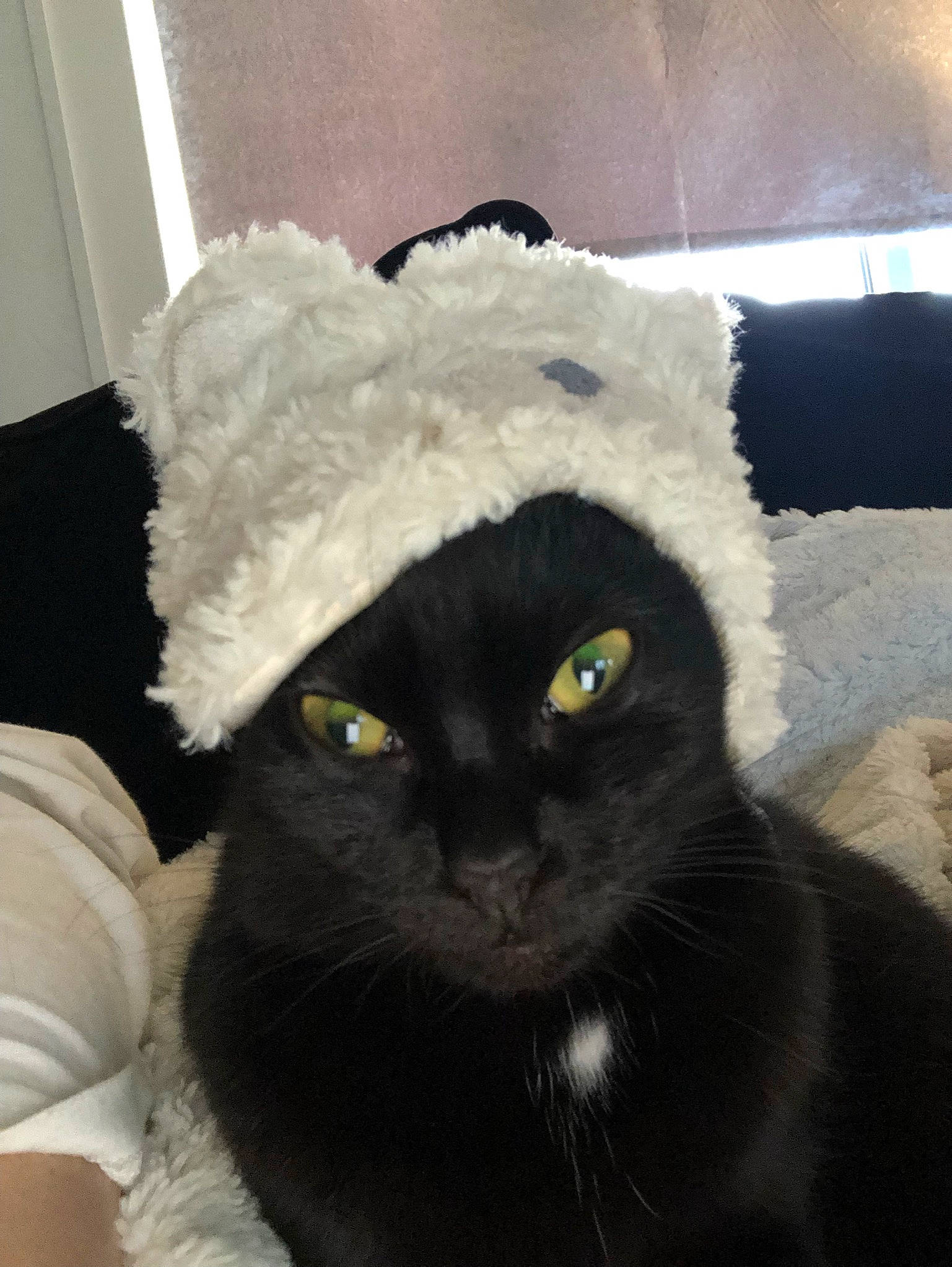 Bumble is registered to the contest to win money with this photo: black_cat, bombay, carnivore, cat, cat_bed, comfort, couch, domestic_short_haired_cat, felidae, fur, hat, small_to_medium_sized_cats, snout, stuffed_toy, tail, terrestrial_animal, whiskers