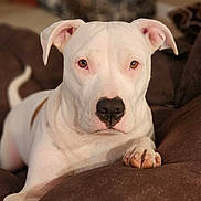 Carly joined the competition — help win amazing prizes! animal, ball, boxer, bulldog, canine, couch, dog, football, furniture, hound, labradorretriever, pet, pitbull, puppy, snout, soccer, soccerball, sport, terrier, whitedog