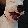 Carly is registered to the contest to win money with this photo: animal, bodypart, boxer, bulldog, canine, dog, frenchbulldog, greatdane, hound, mouth, person, pet, pitbull, pointer, puppy, snout, teeth, terrier, tongue, whitedog