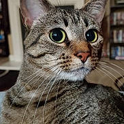 Zena is registered to the contest to win money with this photo: abyssinian, animal, architecture, bookcase, building, cat, couch, face, furniture, head, indoors, kitten, livingroom, manx, person, pet, photography, portrait, room, shelf