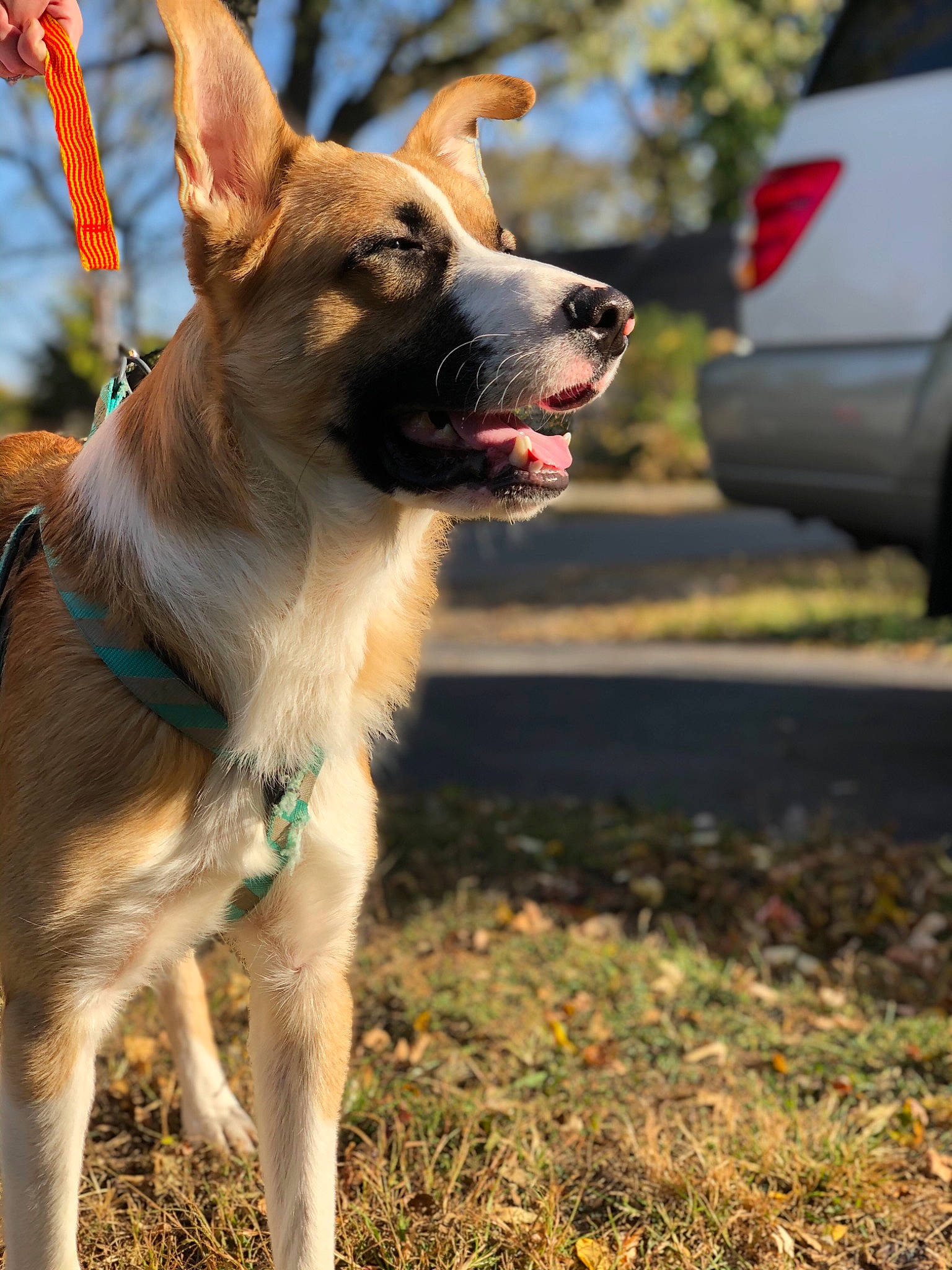 Milo is registered to the contest to win money with this photo: automotive_tail_brake_light, canidae, carnivore, collar, companion_dog, dog, dog_breed, dog_collar, dog_supply, fawn, full_size_car, hunting_dog, leash, pet_supply, snout, sporting_group, tail, tongue, working_animal, working_dog