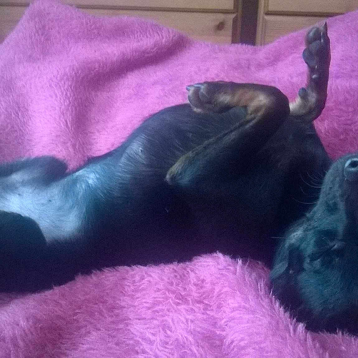 Nova