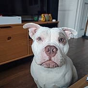 Taya a rejoint le concours — aidez-le/la à gagner de superbes lots ! animal, boxer, bulldog, canine, computerhardware, dog, electronics, frenchbulldog, furniture, hardware, hardwood, indoors, interiordesign, monitor, pet, pitbull, plate, screen, tv, wood