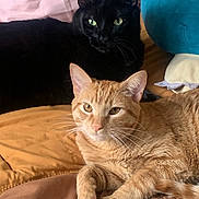 Zenitsu And Bakugo joined the competition — help win amazing prizes! cat, black_cat, orange_cat, pet, animal, feline, bed, blanket, plush_toy, indoor, relaxed, lying_down, whiskers, ears, fur, cute, resting, cozy, domestic_animal, companions