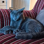 Nibbles joined the competition — help win amazing prizes! cat, gray_cat, sleeping, couch, striped_couch, indoor, pet, feline, cozy, resting, relaxed, paw, tail, furniture, home, domestic_animal, mammal, cute, animal, comfort