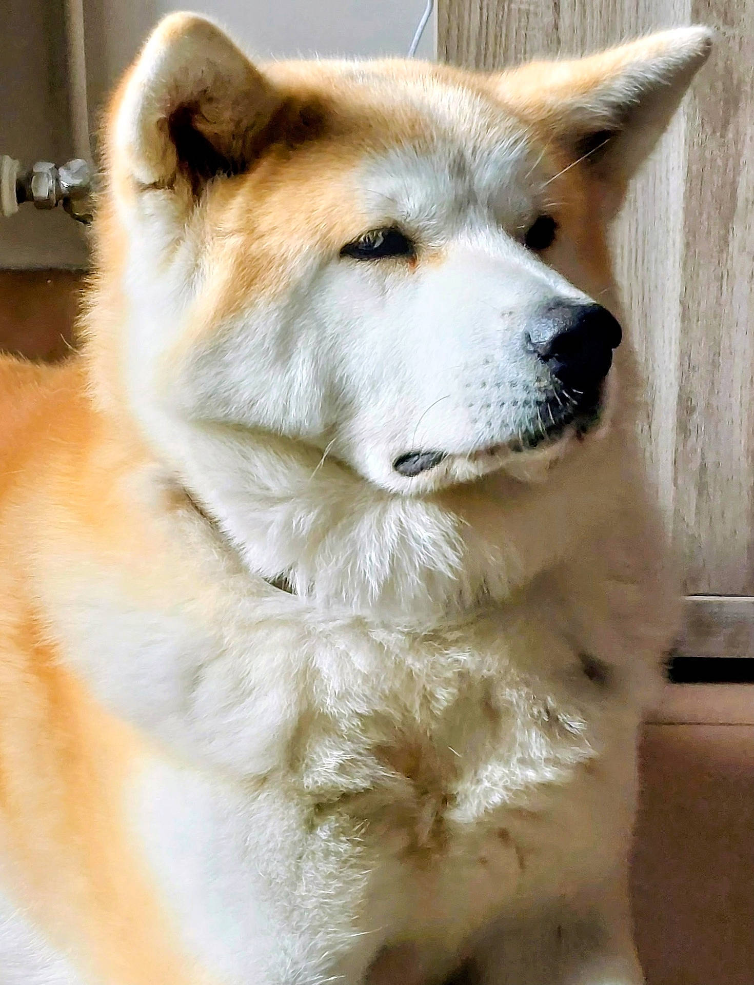 Jahya