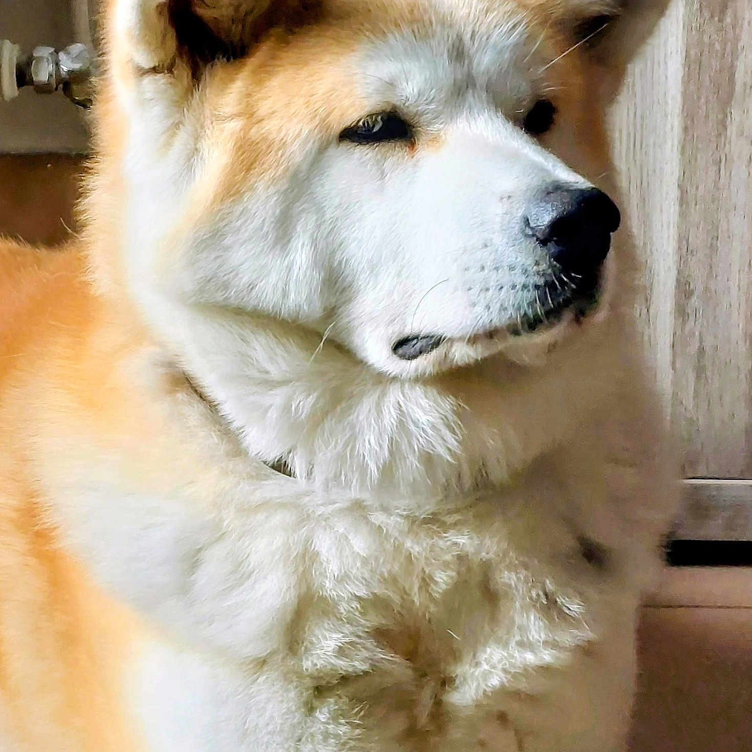 Jahya