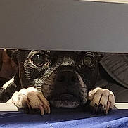 Baby joined the competition — help win amazing prizes! camera_lens, cameras_optics, canidae, comfort, companion_dog, digital_camera, dog_breed, eye, flooring, metal, reflex_camera, room, sitting, still_life_photography, table, toy_dog, visual_arts, wood, wrinkle