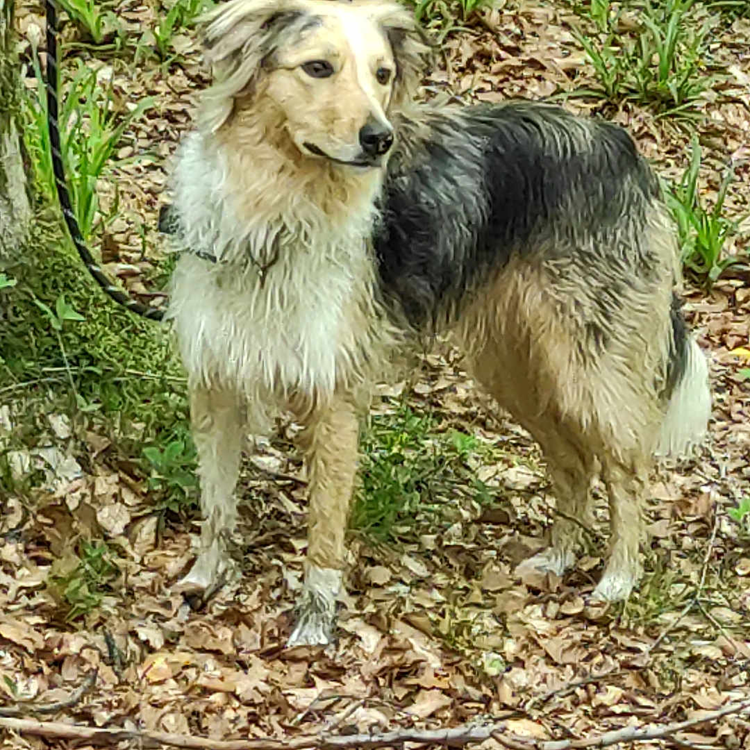 Sybil a rejoint le concours — aidez-le/la à gagner de superbes lots ! alert, animal, canine, dog, ears, forest, fur, greenery, leaves, moss, nature, outdoor, plants, snout, standing, tail, tree, walking, wildlife, woodland