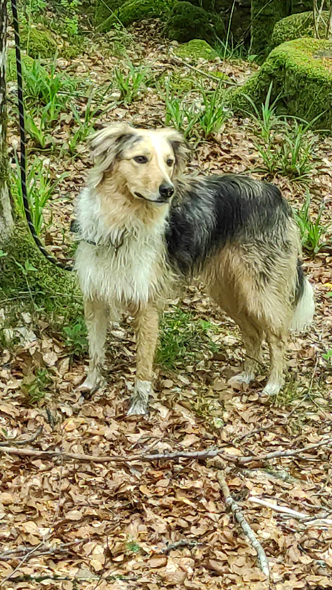 Sybil a rejoint le concours — aidez-le/la à gagner de superbes lots ! dog, forest, leaves, moss, plants, outdoor, animal, nature, canine, fur, alert, standing, tree, woodland, greenery, wildlife, snout, ears, tail, walking