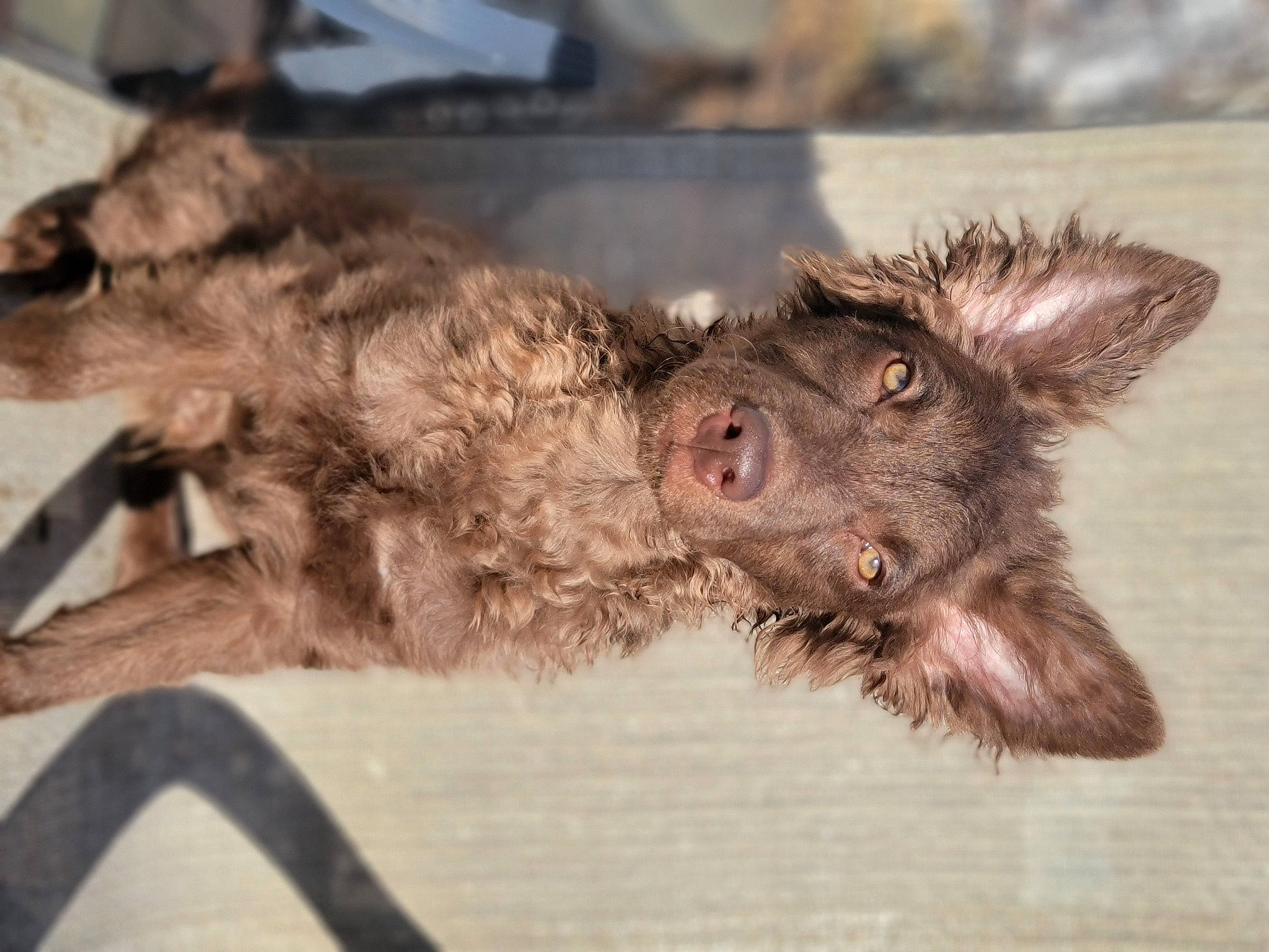 Hershey joined the competition — help win amazing prizes! canidae, carnivore, claw, dog_breed, fur, liver, mammal, paw, snout, sporting_group, terrestrial_animal, whiskers, wildlife