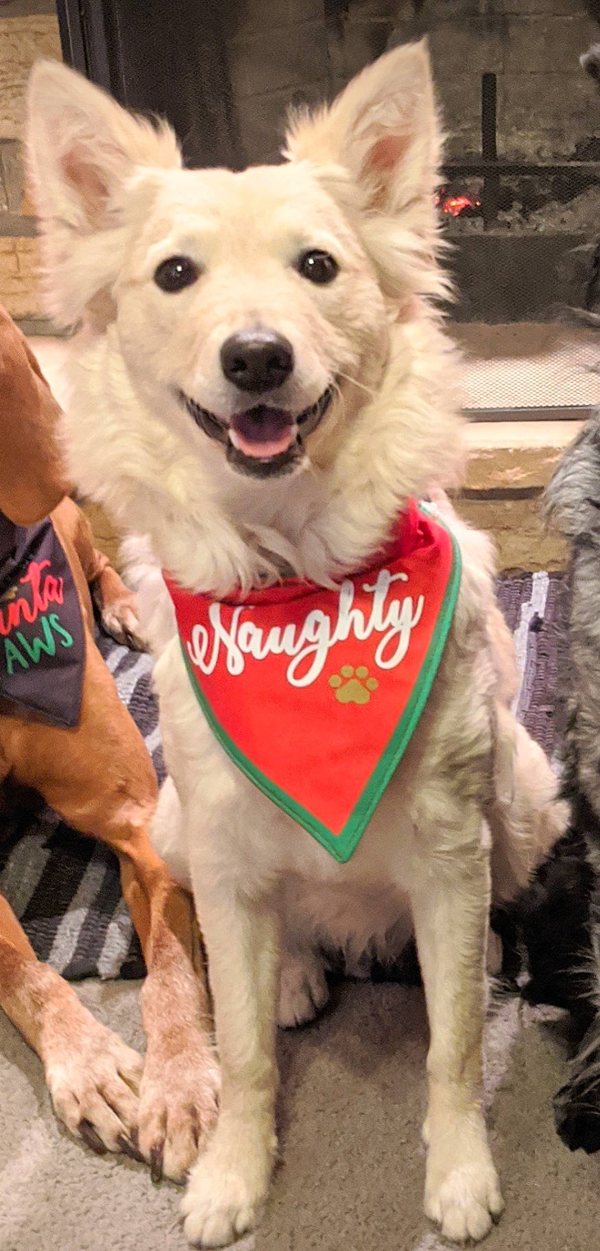 Csillag is registered to the contest to win money with this photo: canidae, carnivore, collar, companion_dog, dog, dog_breed, dog_clothes, dog_collar, dog_supply, fawn, fur, happy, leash, mammal, pet_supply, photograph, snapshot, snout, sporting_group, tail